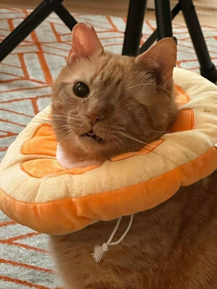 An orange cat wearing a soft collar in the likeness of an orange slice. He has one eye, and his tongue is sticking out. 