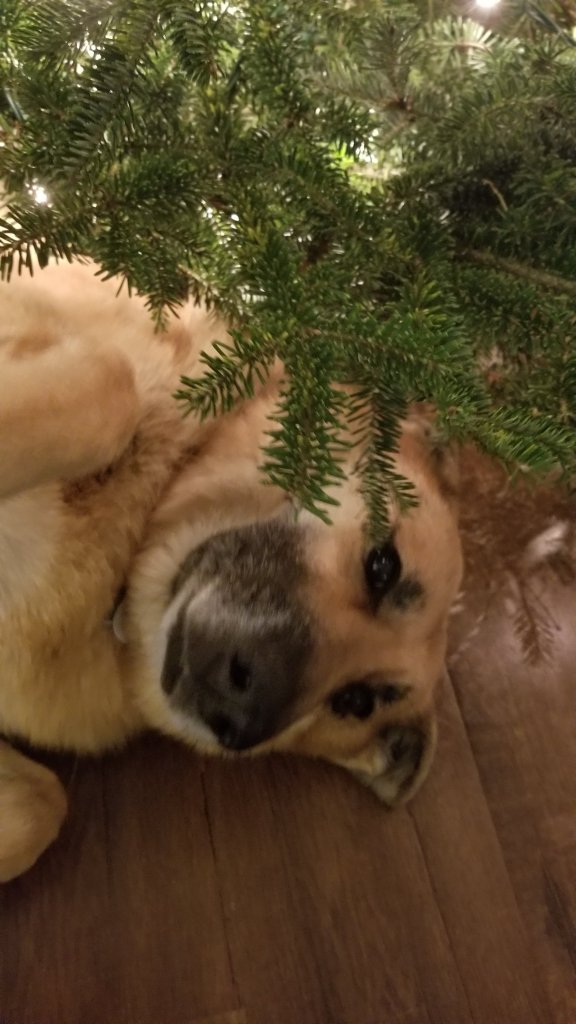 German shepherd Lily poses underneath the Christmas tree.