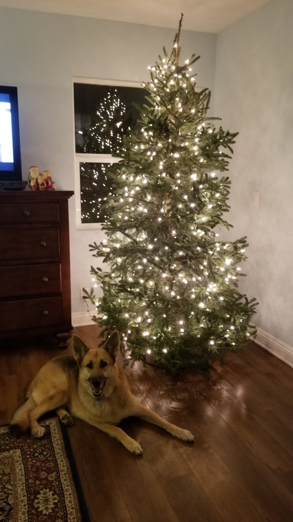 Christmas tree set up with lights and no other decorations