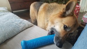 German shepherd Lily putting a slobbery blue rubber bone onto a clean cream colored couch.