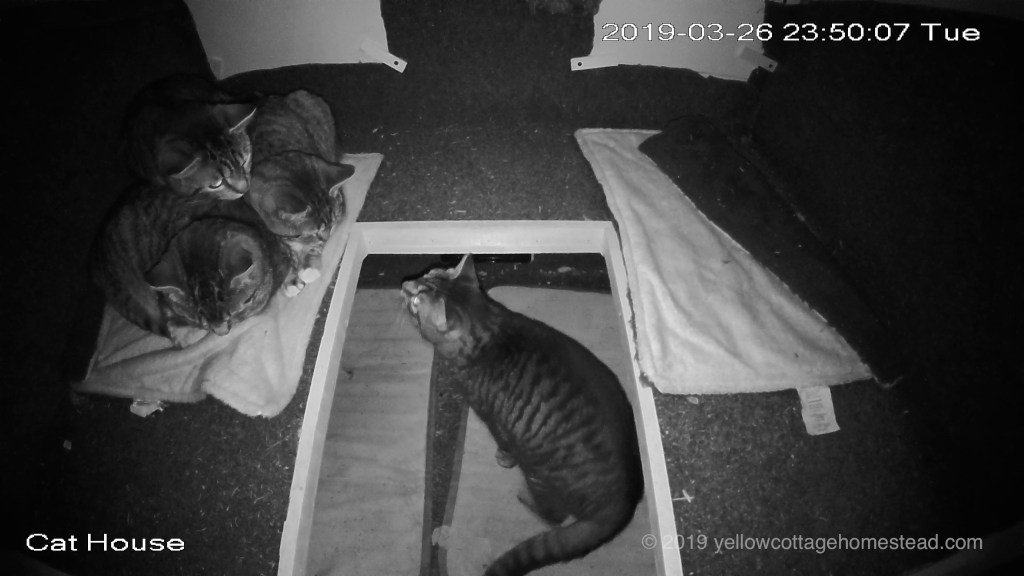 Cats inside shelter