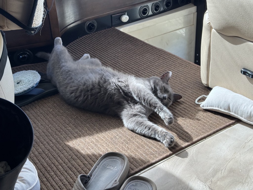 Cat stretched out on carpet