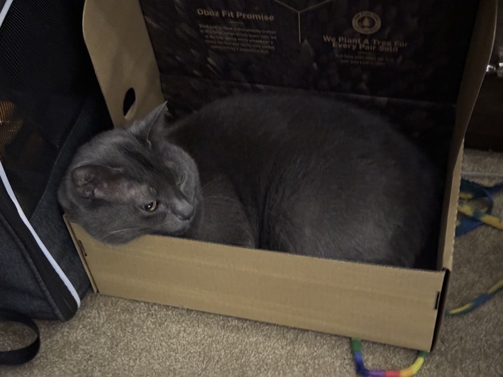 Cat in a shoebox