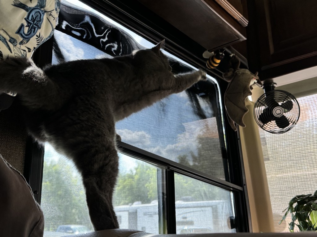 Cat bapping at bee ornament in motorhome