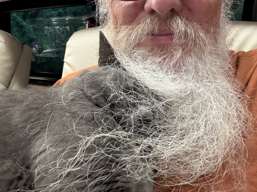 Cat snuggling in beard