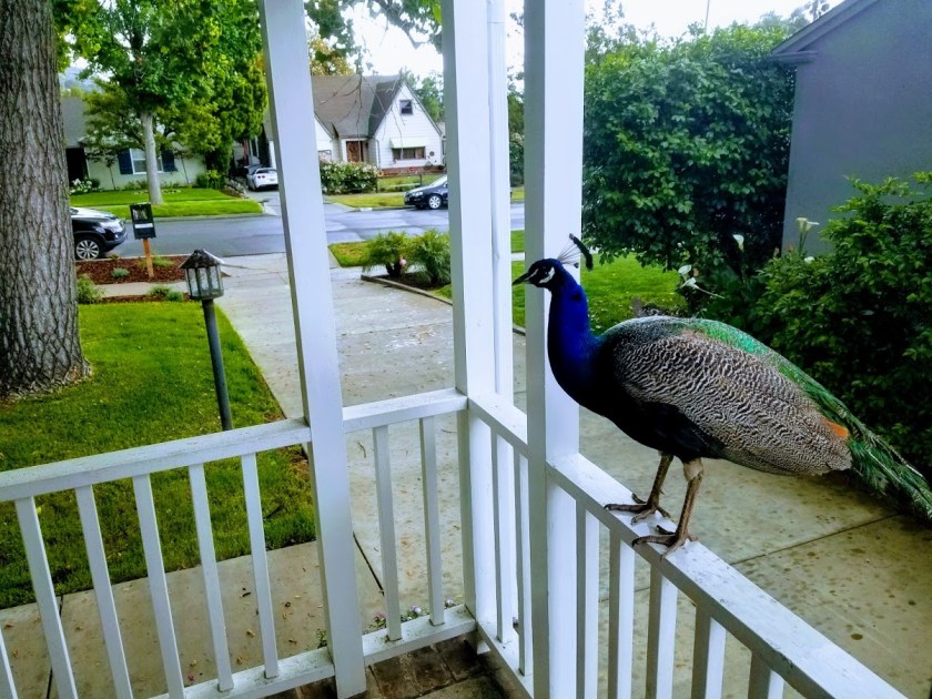 Peacock sitting on my front porch railing.