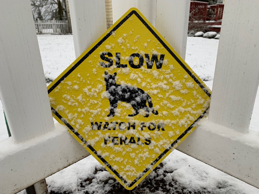 Slow, watch for ferals sign