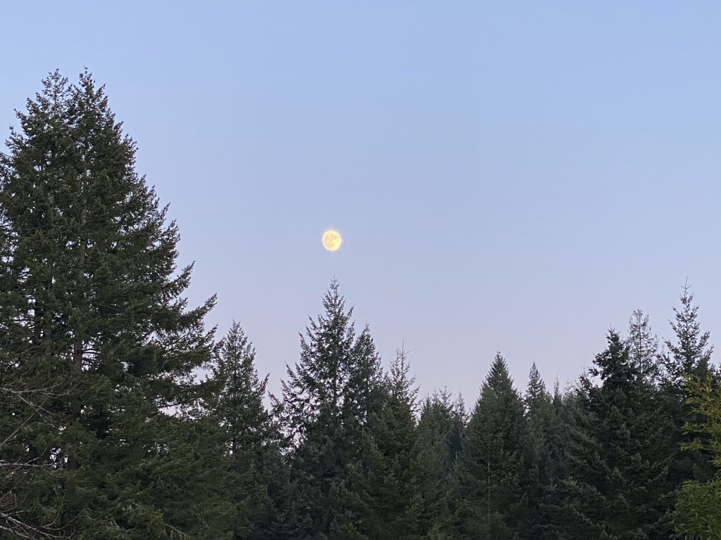 Moon over trees
