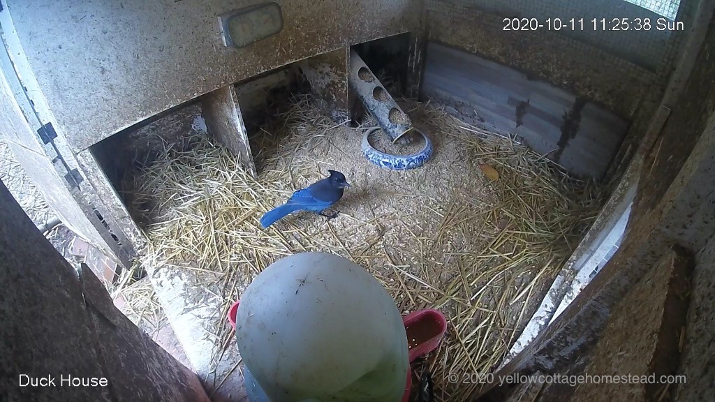 Steller's Jay in duck house