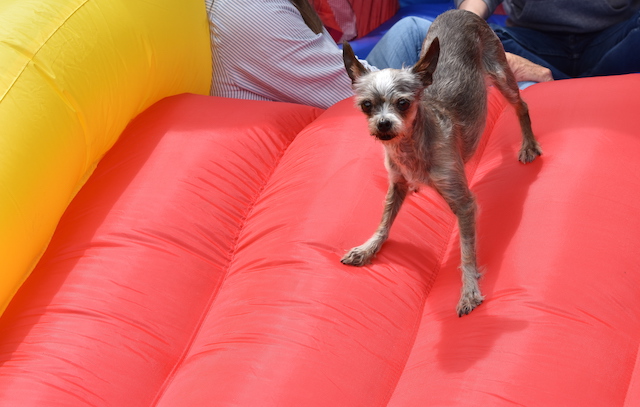 dog wishes he had not jumped onto a bouncy house