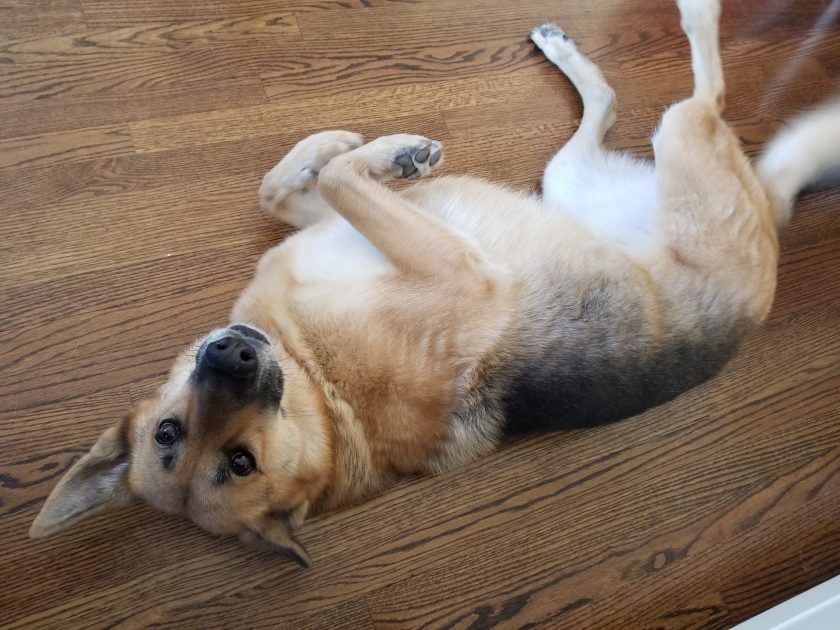 German shepherd pretends to be a pomodoro timer by laying down and presenting her belly for rubs.