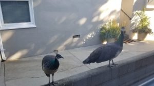 two peacocks on standing on a cinderblock wall