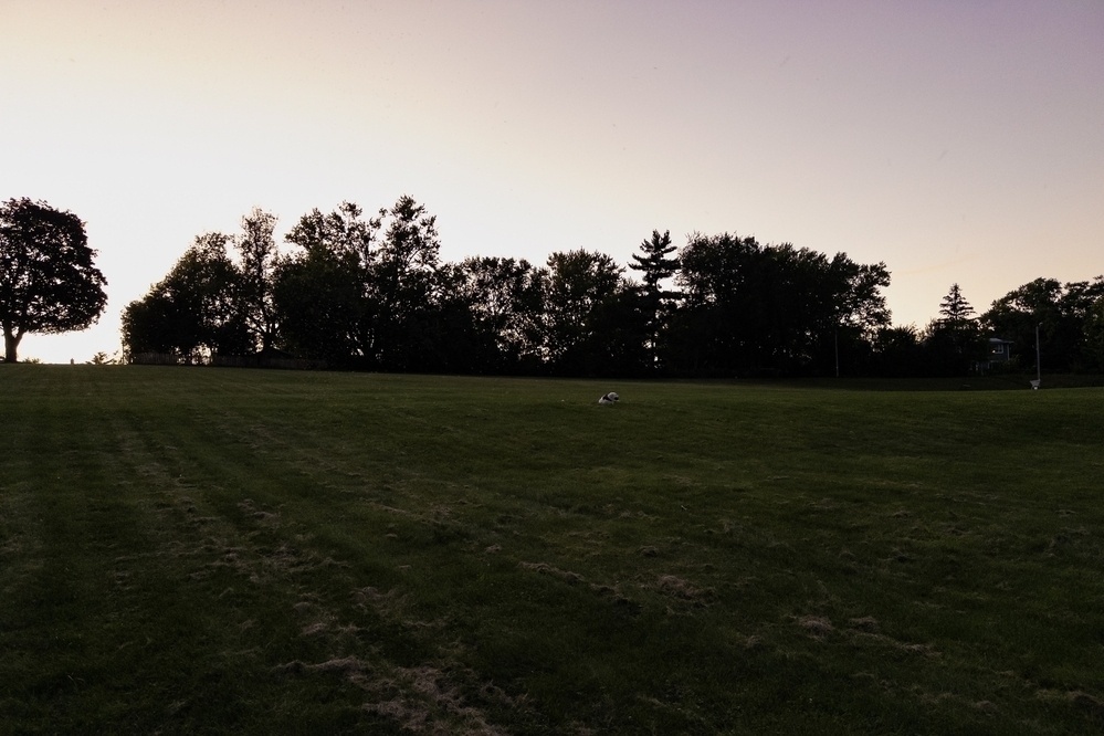 A peaceful landscape at dusk showcasing a vast green field. The horizon is bordered by tall, dark silhouettes of trees, set against a sky that transitions from a warm yellow to a soft purple as the sun sets. In the middle of the field, a dog rests after playing fetch, its form barely noticeable in the far distance.