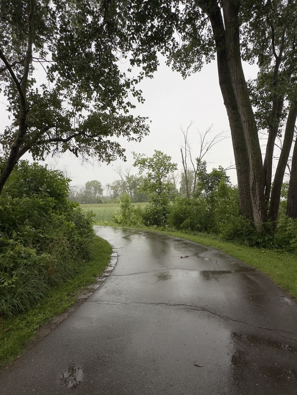 A wet, winding path through a lush, green park on a rainy day.