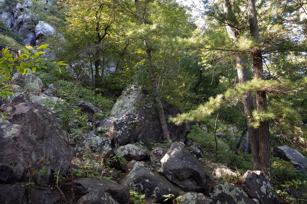 A natural woodland scene featuring large rocks covered in lichen, surrounded by dense, green foliage and trees with sunlight filtering through the leaves.