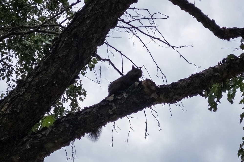 A squirrel is sitting on a tree branch, silhouetted against a cloudy sky.