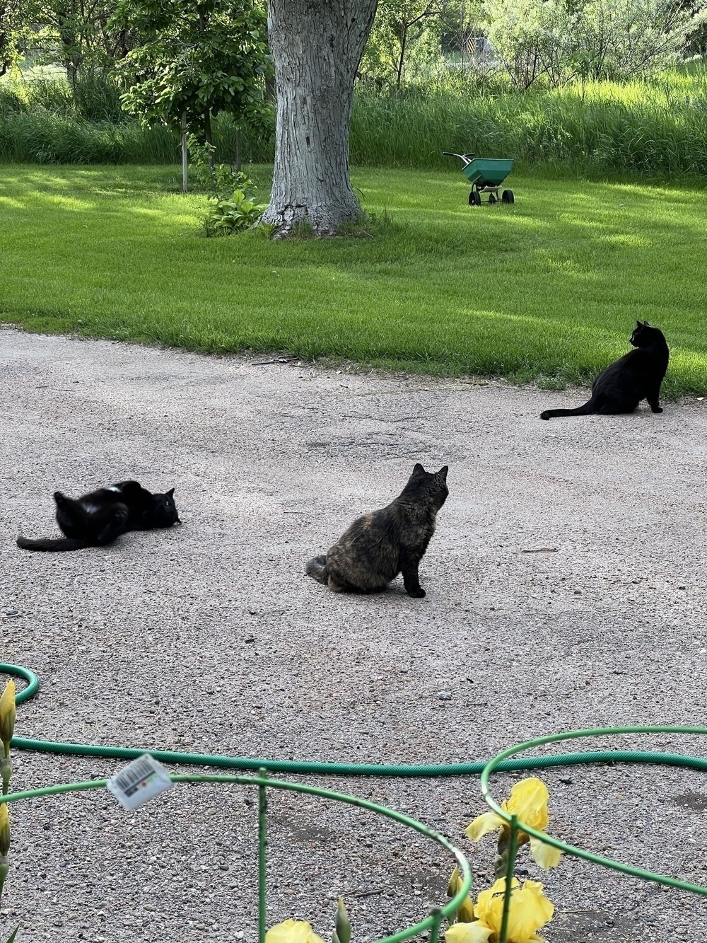 Three cats, two black and one tortoiseshell, sit and lounge on a gravel path with a grassy area, tree, and garden cart in the background.