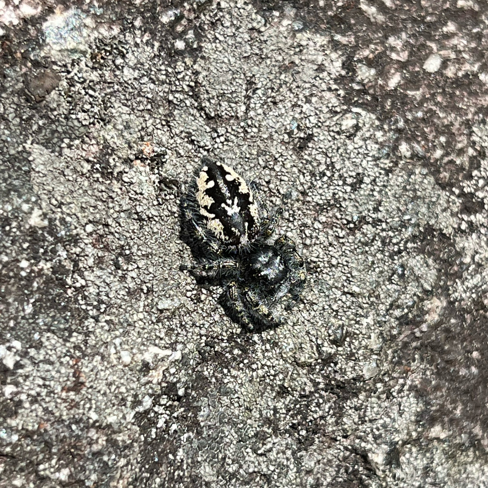 A small furry spider against a similarly colored lichen background.