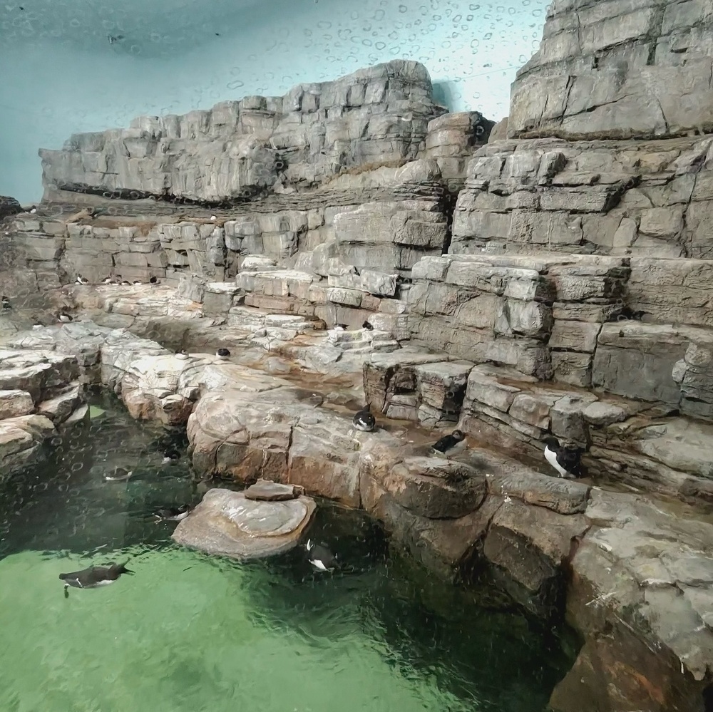Penguins resting and swimming on rocky terrain beside a clear green pool surrounded by artificial rocky walls in an indoor enclosure.