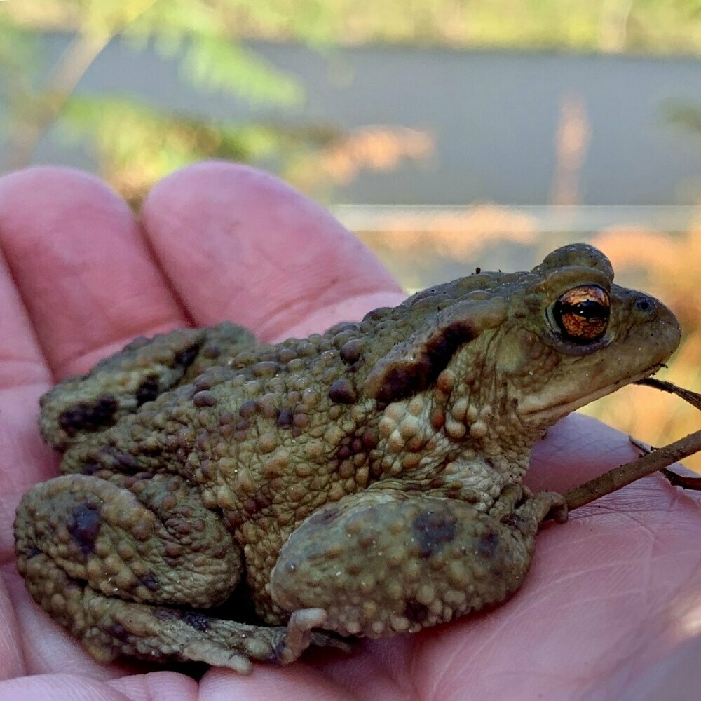 A toad in the hand