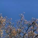 White Berries against Bright Blue Sky