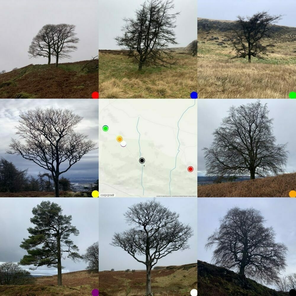 grid of 8 trees with map in the middle.