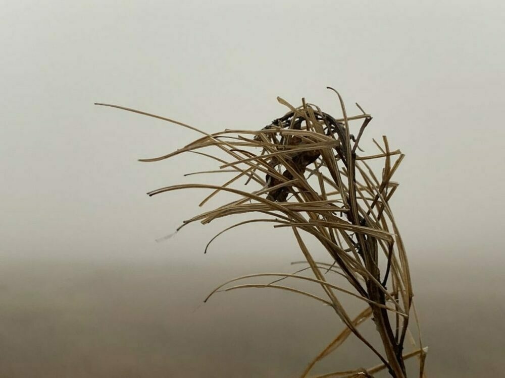 dead rosebay willlherb head on a misty day
