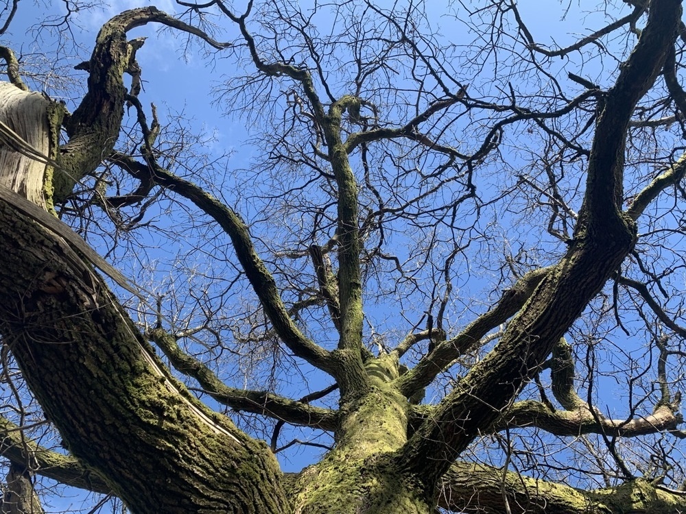 Oak from below