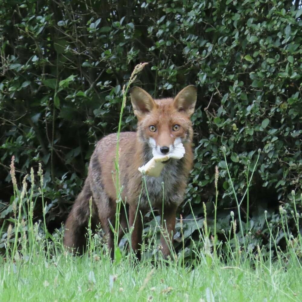 Fox with piece of bread in mouth