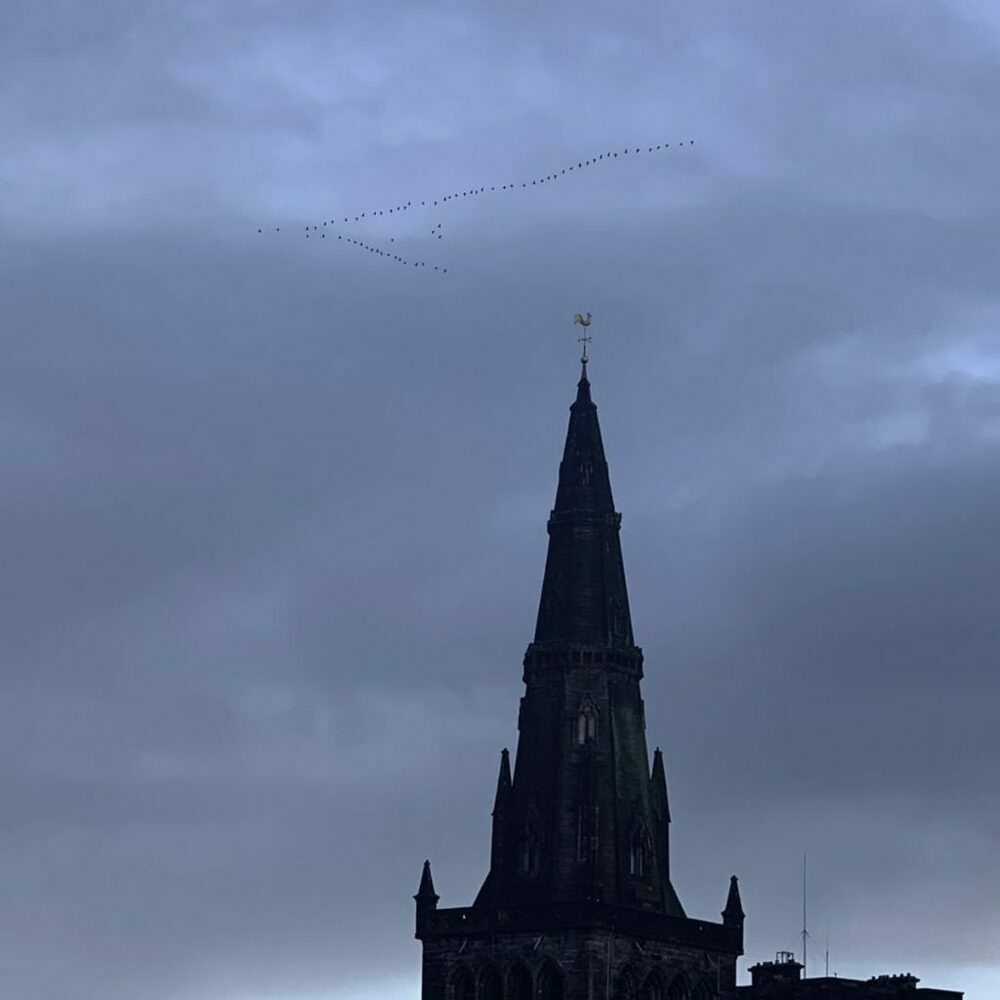Geese over Glasgow Cathedral