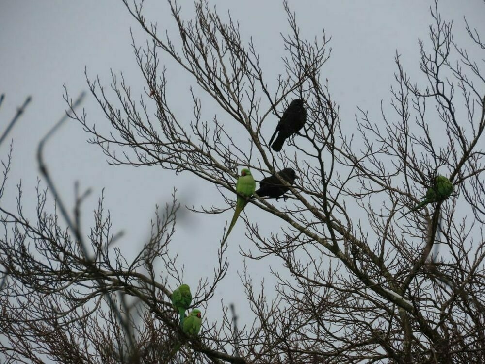Parakeets and Jackdaws in treetops