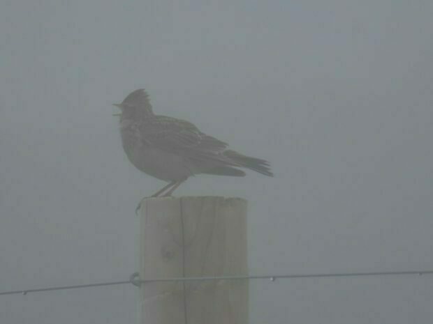 Lark on a fence post, poor visibility