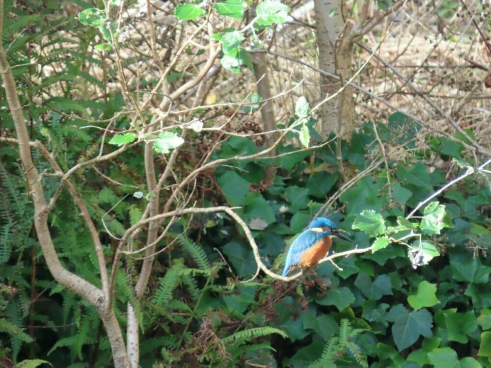 Kingfisher