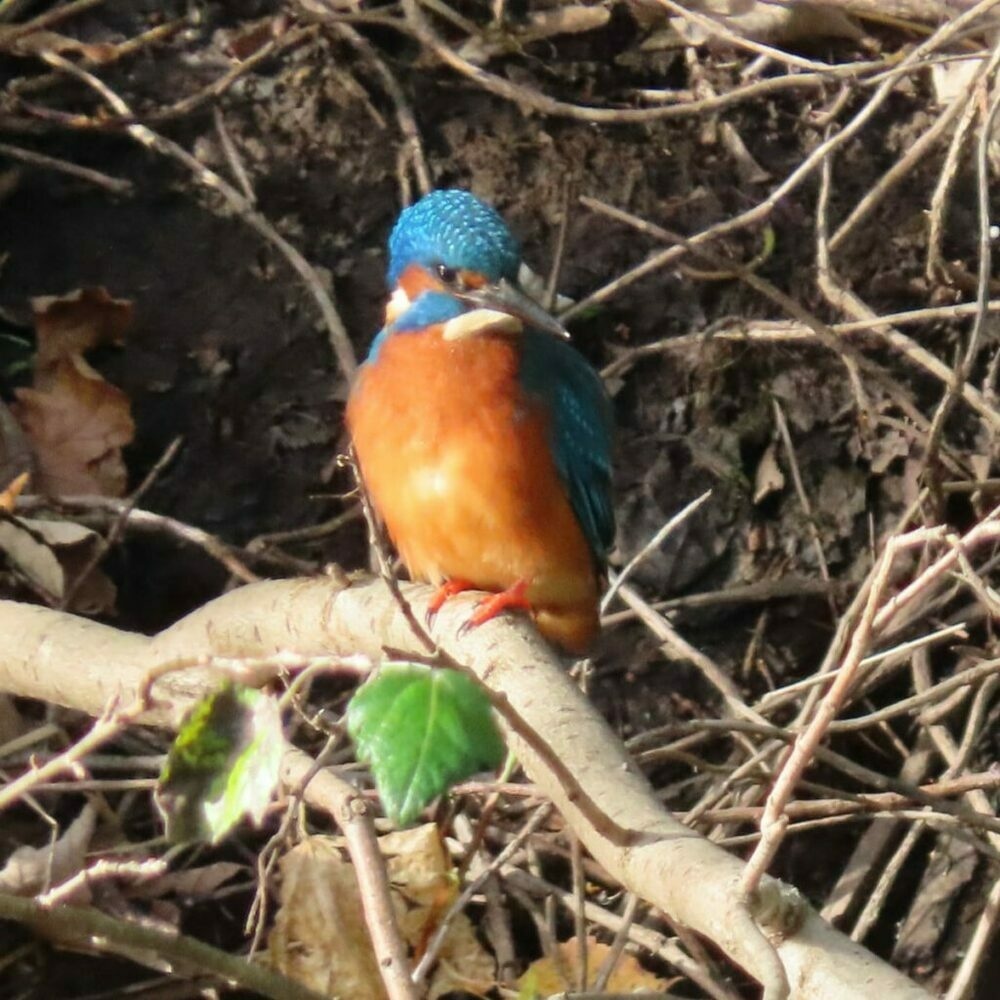 Kingfisher