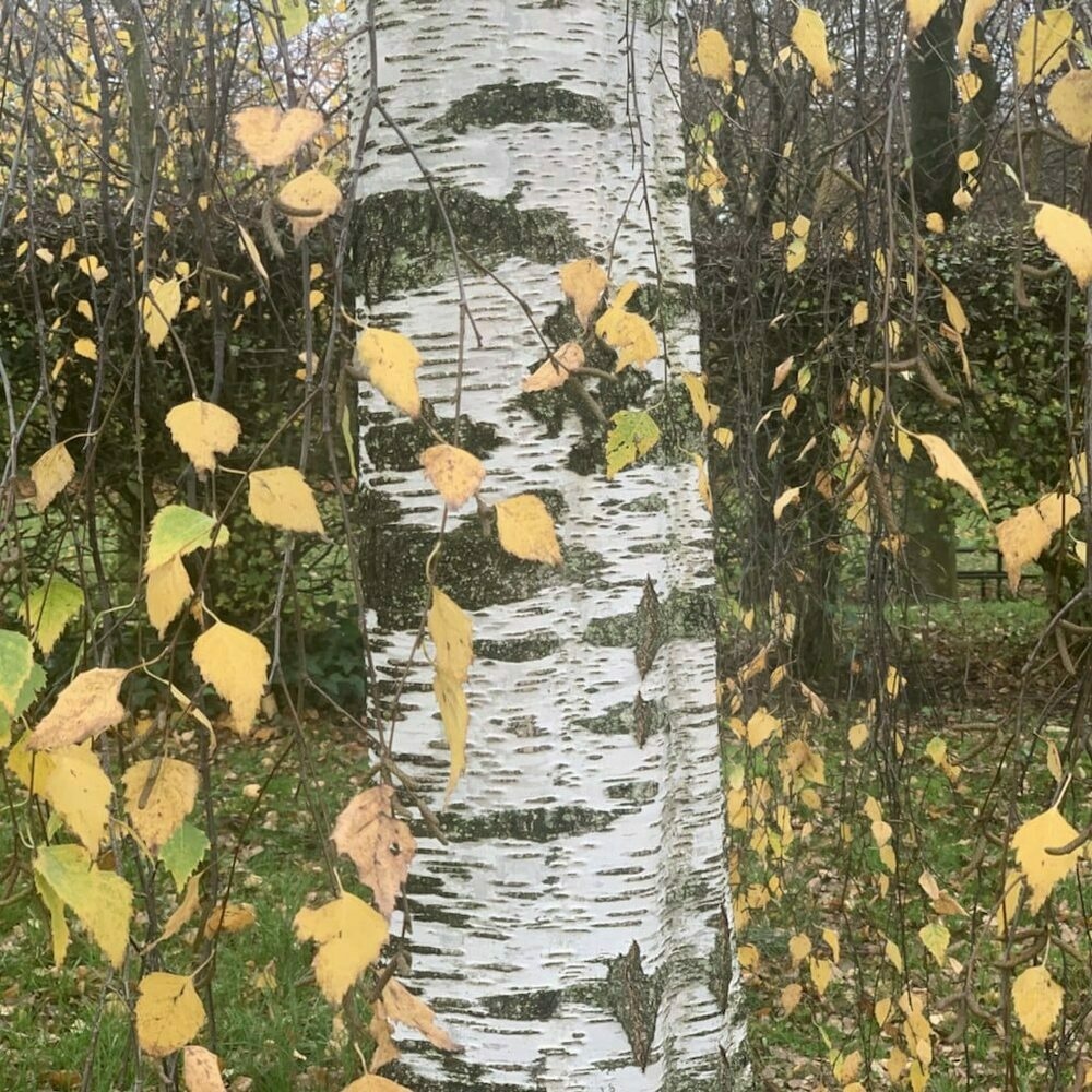 silver birch trunk with leaves