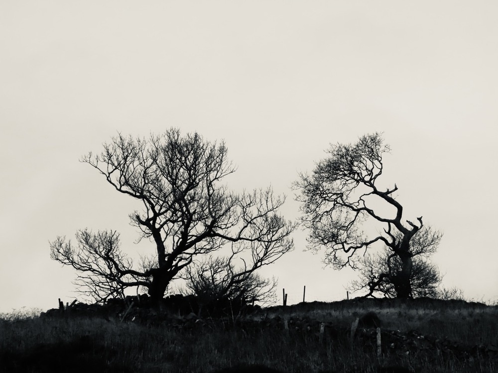 Black an white. Two leafless, ragged trees on the horizon class=