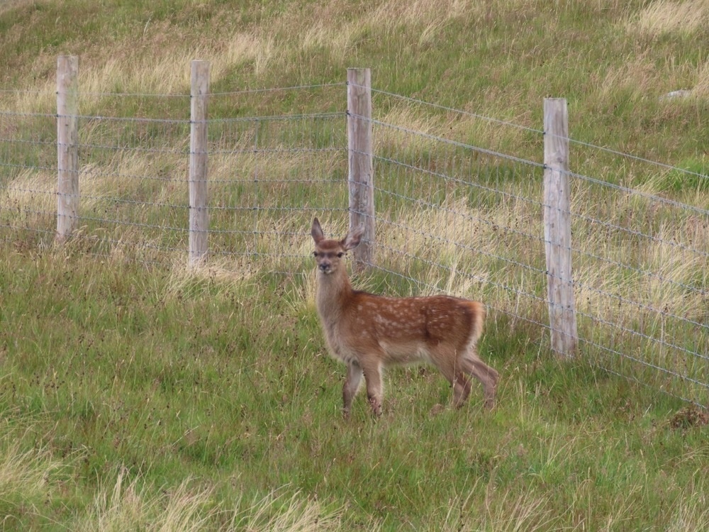 A red Deer Fawn, side on, head turned to look at the camera