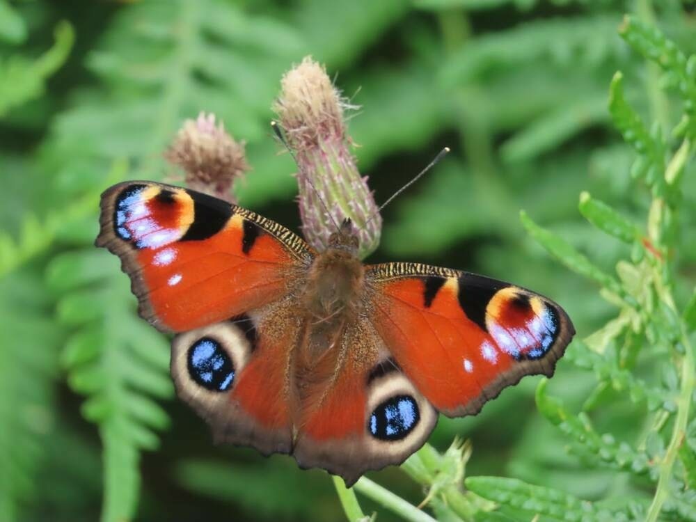 A peacock butterfly with its wings fully open , feeding or resting on a thistle head. 