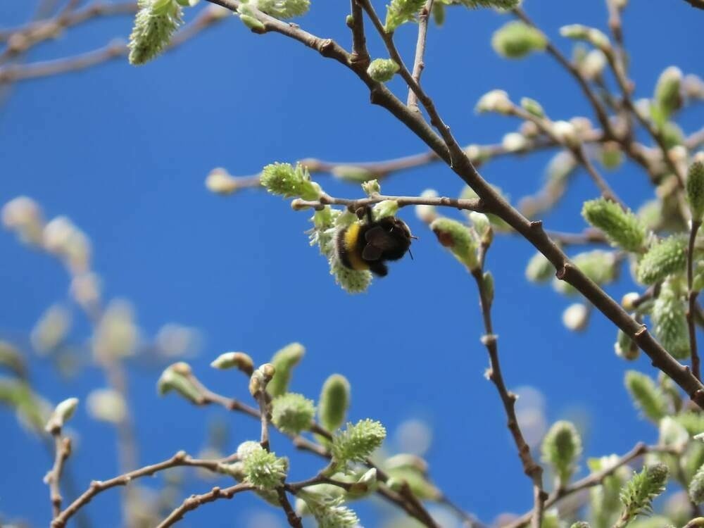 A bee on Goat willow catkin, blue sky behind