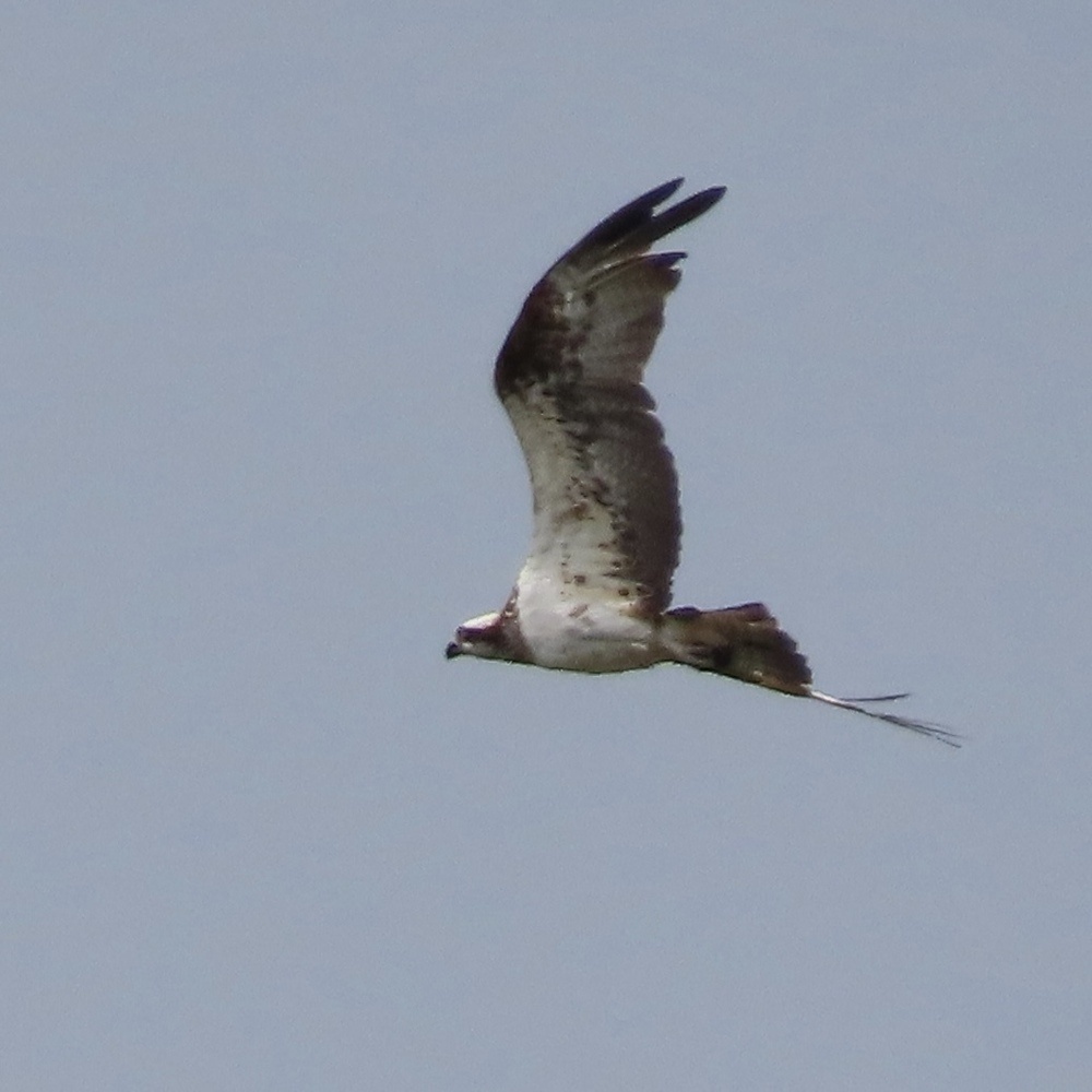 Crop of an osprey flying. Not very sharp. 