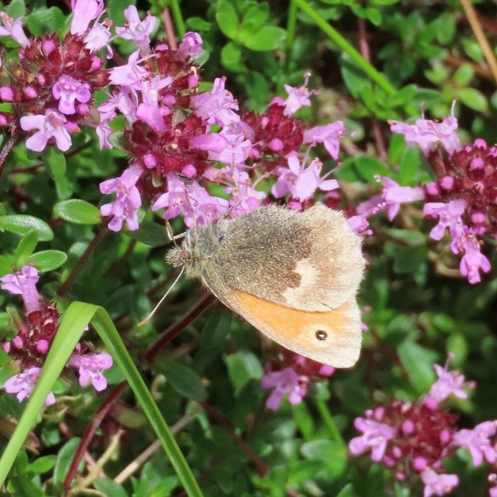A small Heath Butterfly feeding on Thyme