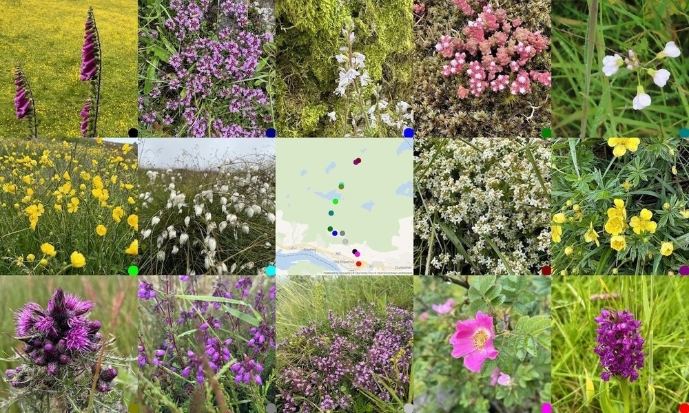 5 x 3 grid of 14 photos, round a ,map showing where they were taken. From topleft: foxglove, thyme, gypsyweed,  stonecrop, cuckooflower, buttercups, bog cotton, map, bedstraw, Tormentil, marsh thistle, bell heather, thyme and yellow bedstraw, rose, marsh orchid.