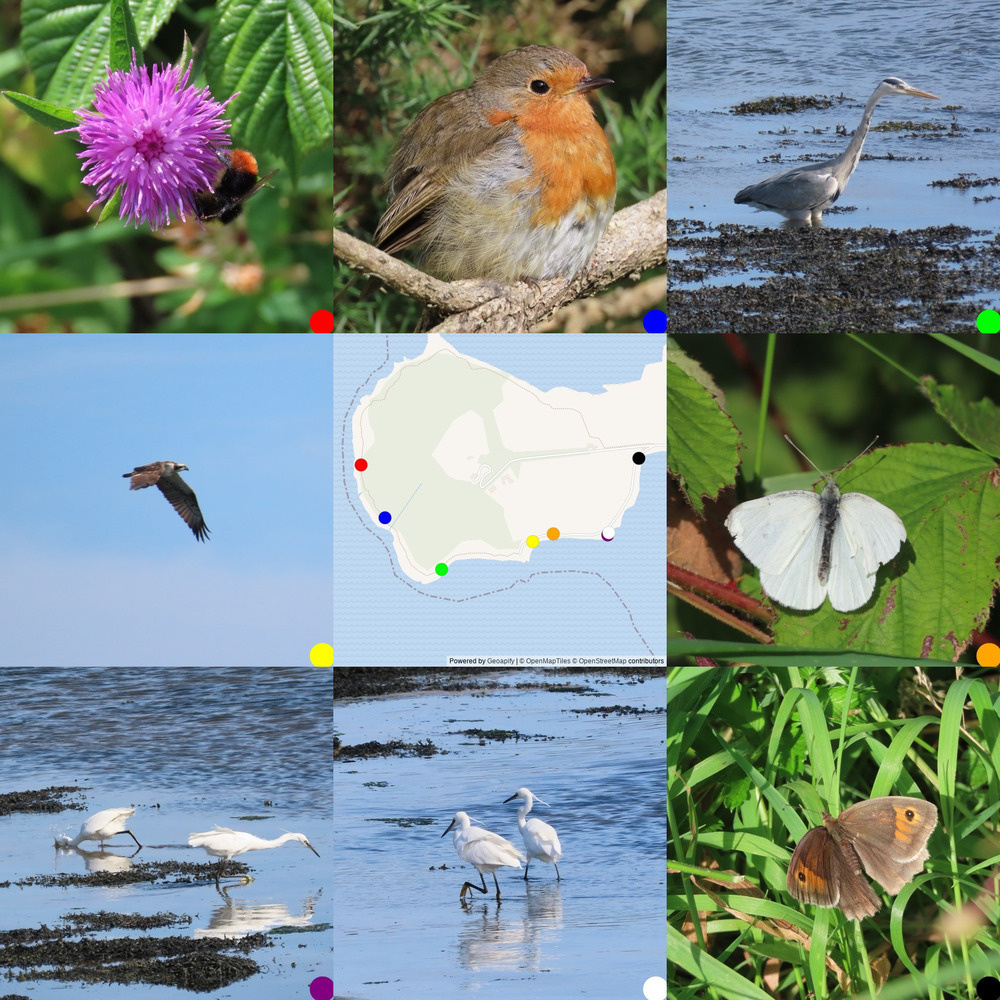 grid of 9 images: From the top left: Red-tailed bee on knapweed, robin, heron, osprey, map of where whotos were taken, white butterfly, two little egrets, two little egrets again, meadow brown butterfly. I got to watch the osprey and egrets fishing for a while. 