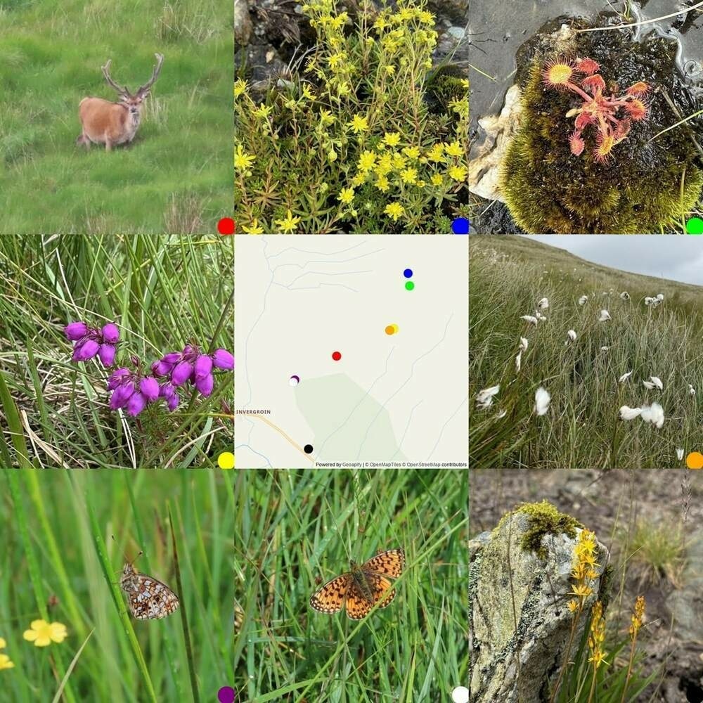 3x 3 Photo grid, from top left: Read Deer Stag in velvet; Saxifrage; Sundew; Bell heather; map where the photos were taken; Bog Cotton; Small small pearl-bordered fritillary, wings closed; small pearl-bordered fritillary wings open; Bog asphodel.