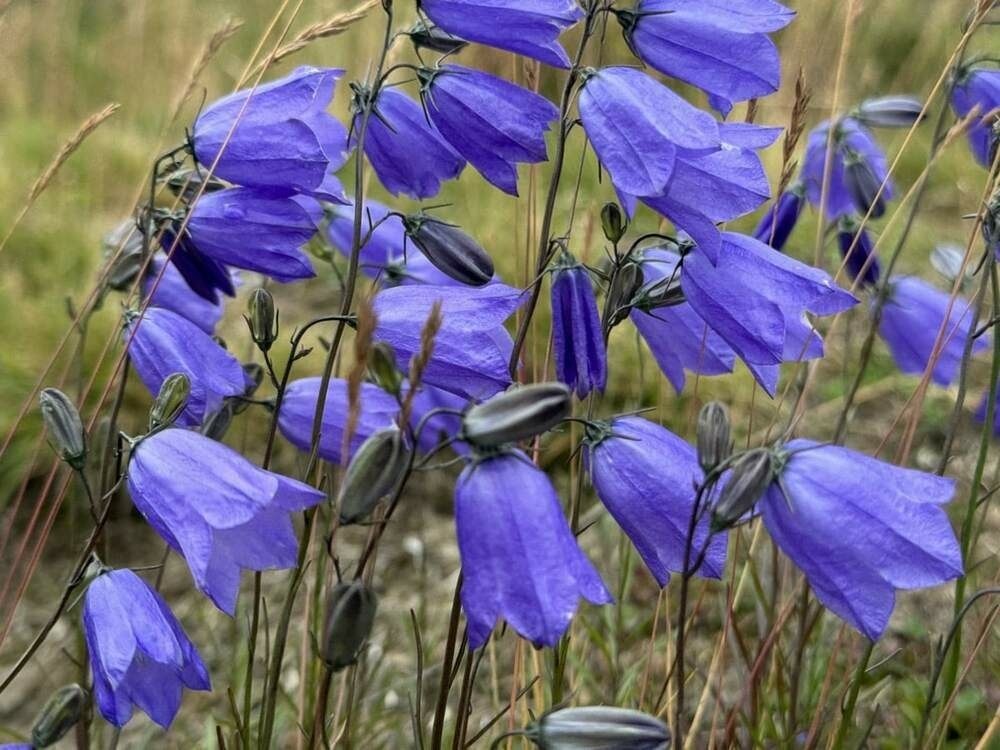 Close-up of numerous blue-purple harebell flowers among light brown grass.