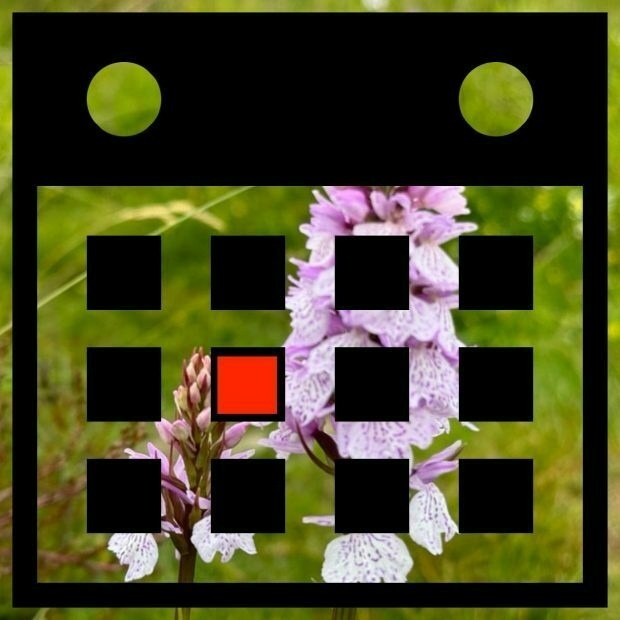 Calendar icon, background picture of marsh orchid