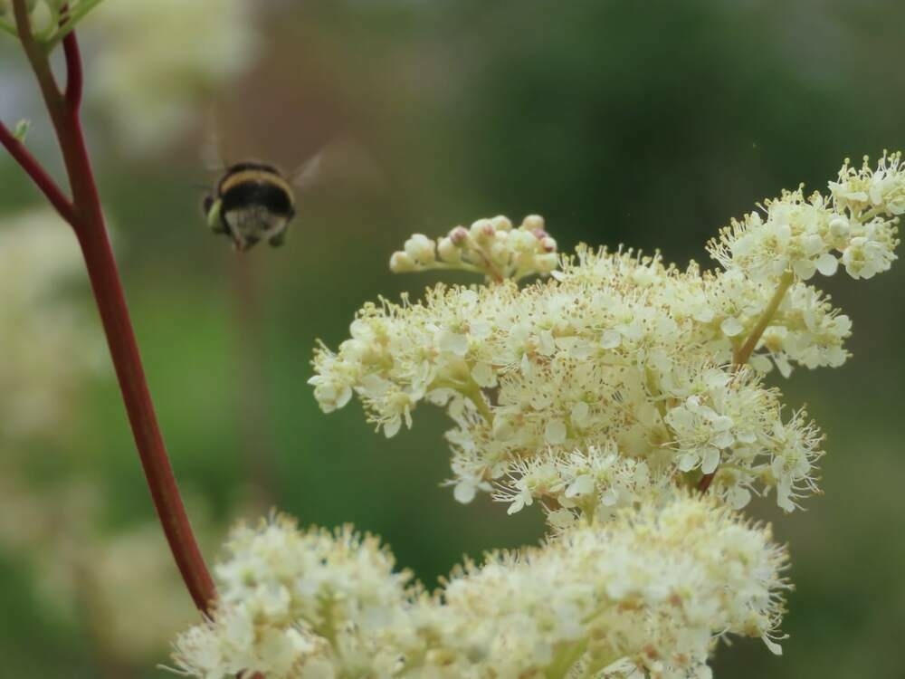 Close-up of meadowsweet flowers with a buff-tailed bumblebee flying away from them.
