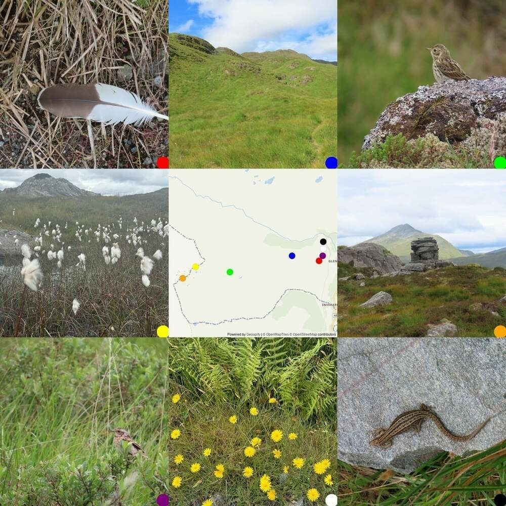 3x3 grid of pictures. The center being a map where the others were taken. From Top Left: bround and white feather; track up Troisgeach, meadow pipet; bog cotton; map; erratic boulder with Ben Lui in the background; whinchat; hawksbeard; common lizard on a stone.