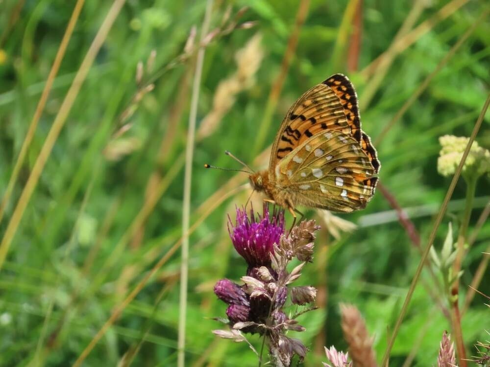 dark green fritillary butterfly, wings closed on thistle flower