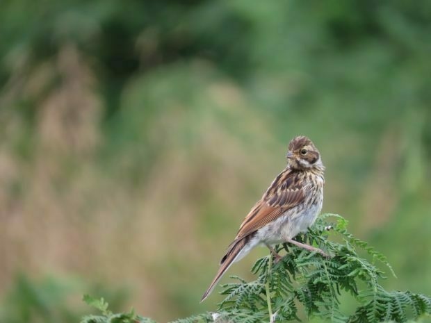 Reed Bunting bird perched on a green fern with a blurred natural background.